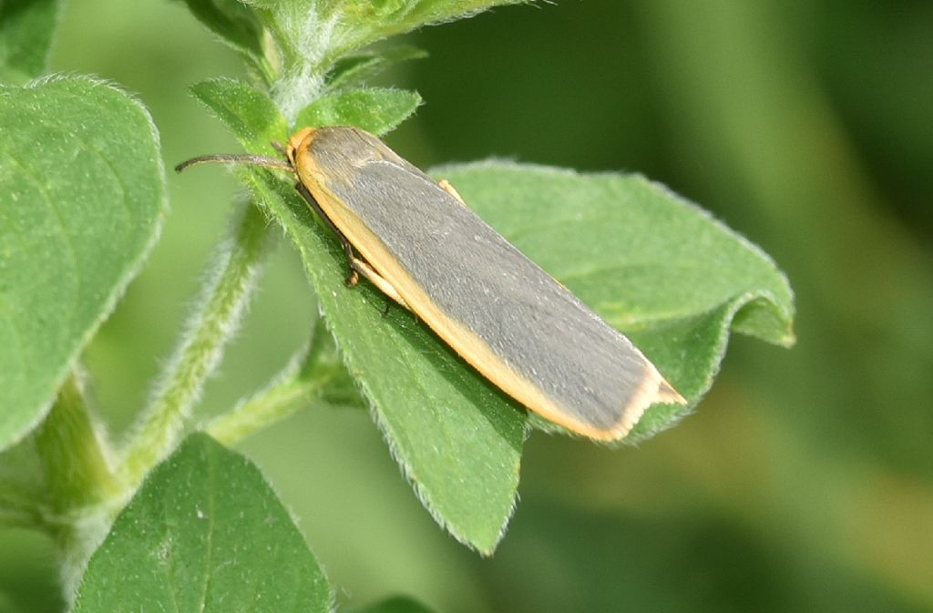 Erebidae Arctiinae: Eilema lurideola? No, Eilema complana